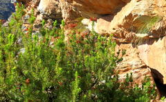 Erica curviflora curviflora