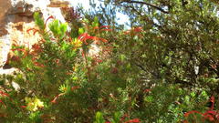 Erica curviflora curviflora