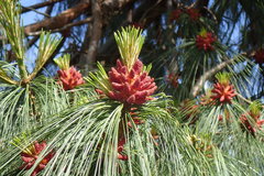 Pinus wallichiana