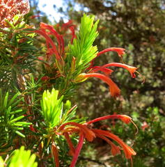 Erica curviflora curviflora