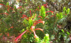 Erica curviflora curviflora