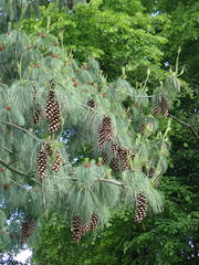 Pinus wallichiana