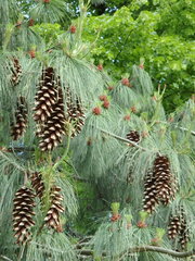 Pinus wallichiana