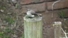 Muscicapa adusta adusta