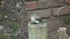 Muscicapa adusta adusta