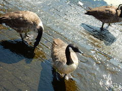 Branta canadensis