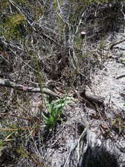 Othonna digitata