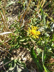 Pentanema salicinum