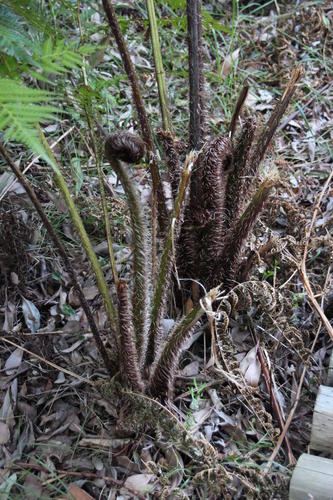 Sphaeropteris cooperi