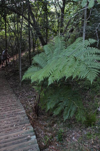 Sphaeropteris cooperi