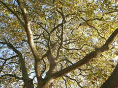 Platanus