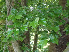 Platanus
