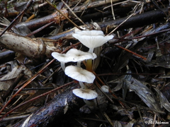 Mycena subulifera