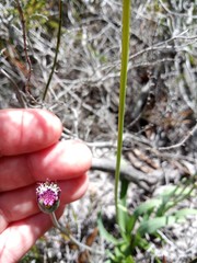 Othonna digitata