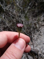 Othonna digitata