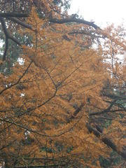 Pseudolarix amabilis