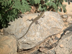 Aspidoscelis exsanguis