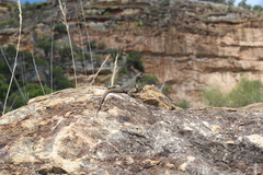 Oplurus quadrimaculatus