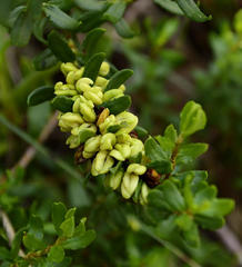 Polygonum undulatum