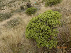 Veronica brachysiphon