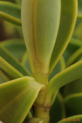 Veronica brachysiphon