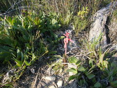 Lachenalia bulbifera