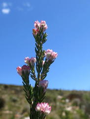 Erica affinis