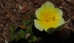 Moraea luteoalba
