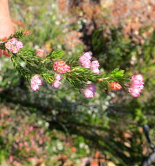 Erica affinis