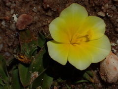 Moraea luteoalba