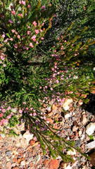 Erica affinis