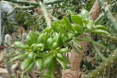 Quiabentia verticillata