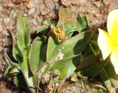 Moraea luteoalba