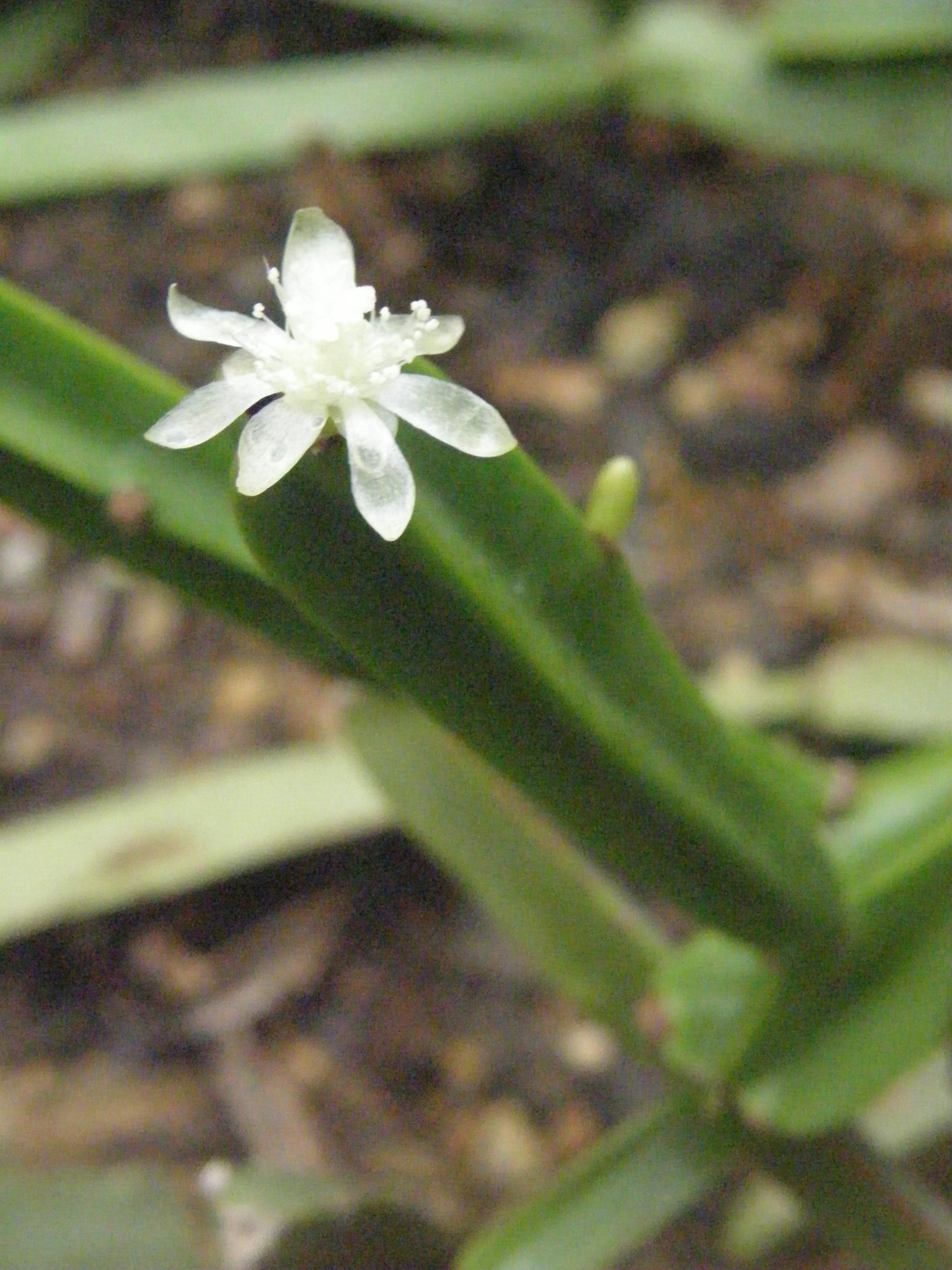 Rhipsalis cereoides