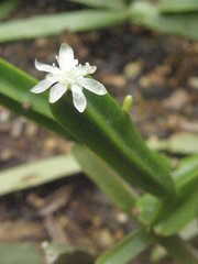 Rhipsalis cereoides