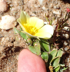 Moraea luteoalba