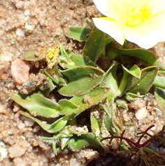 Moraea luteoalba