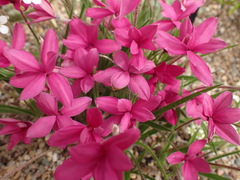Rhodohypoxis