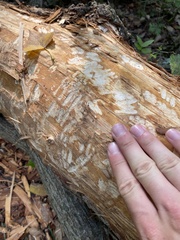 Erethizontidae