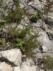 Asperula tenella