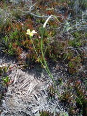 Moraea collina