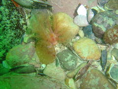 Thyone aurea