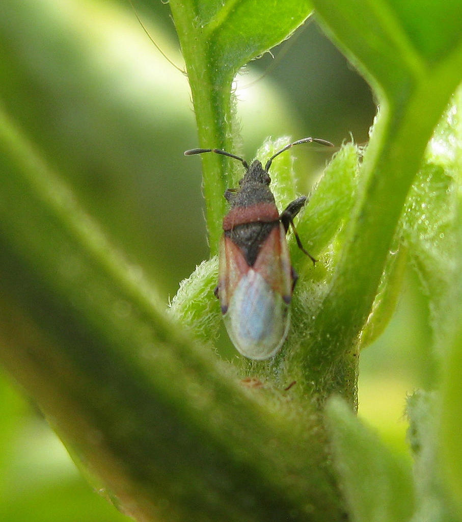 Oxycarenus annulipes