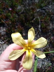 Moraea collina