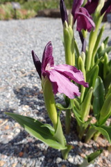 Roscoea wardii