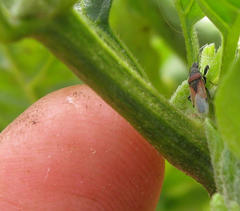 Oxycarenus annulipes