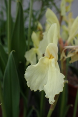 Roscoea cautleyoides