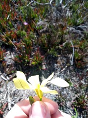 Moraea collina