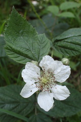 Rubus