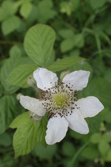 Rubus